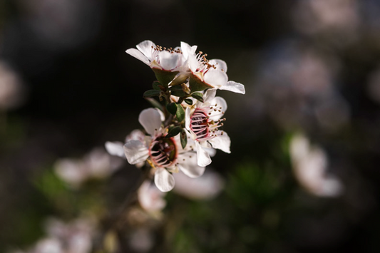 Why Buy Manuka Honey: Manuka Honey vs Regular Honey