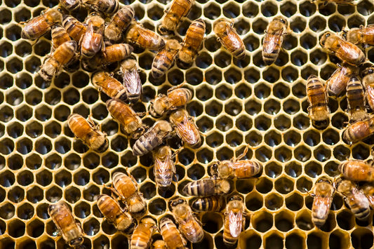 Single Source UMF Certified Manuka Honey From New Zealand