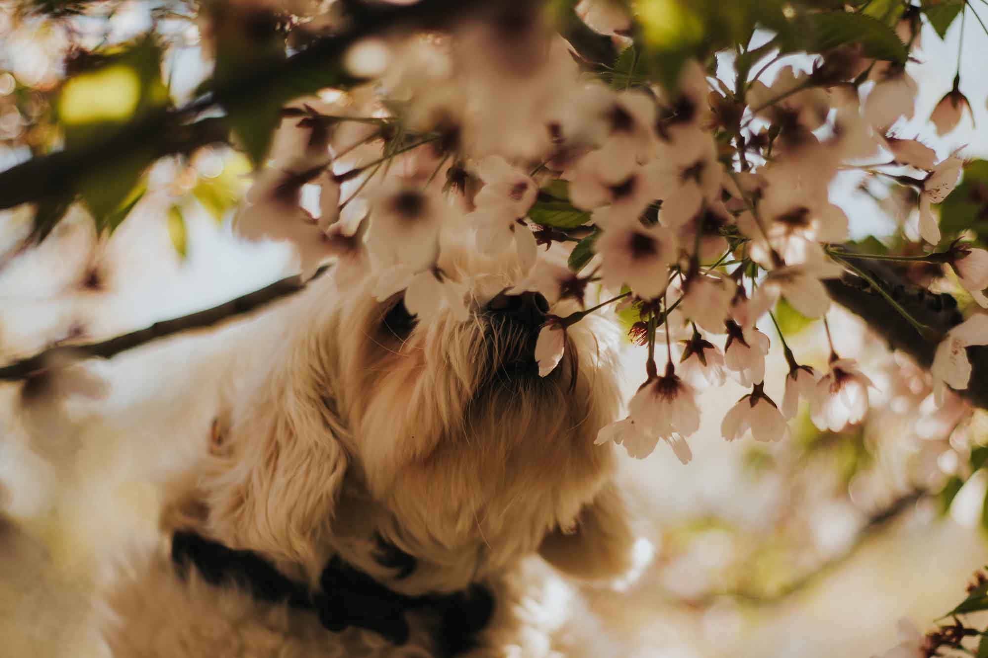 Manuka honey clearance for kennel cough